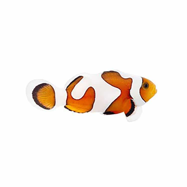 Gladiator clownfish for sale