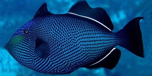 hawaiian black trigger for sale