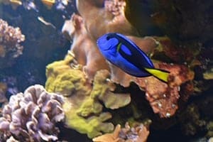 how to care for tangs