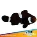 misbar clownfish