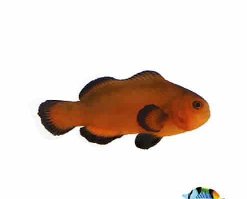 Naked Mocha clownfish