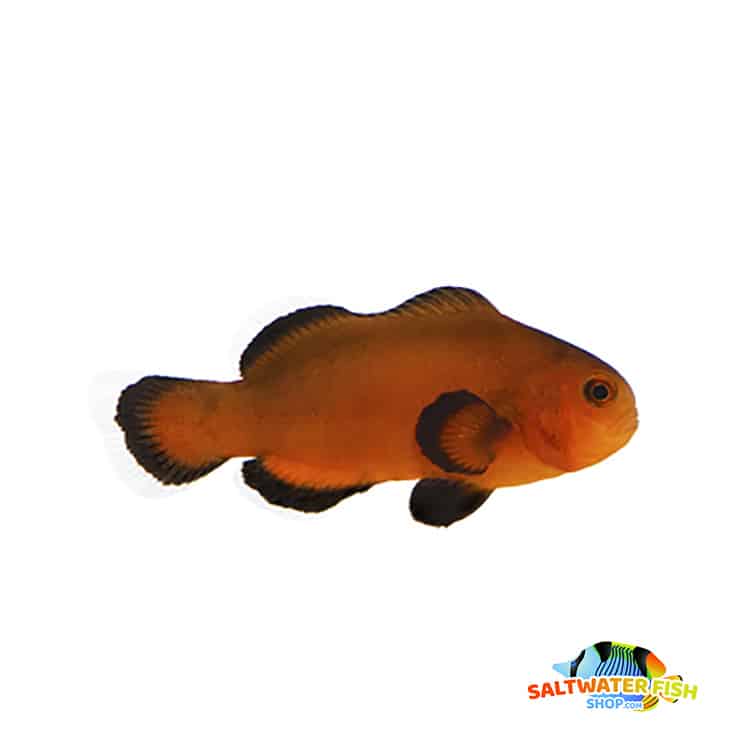 Naked Mocha clownfish for sale