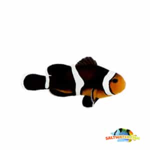 photon clownfish for sale