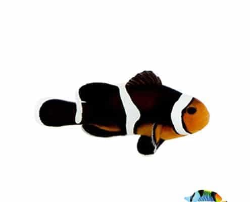 photon clownfish for sale