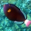 pink tail triggerfish