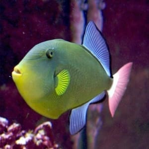 Pinktail Triggerfish