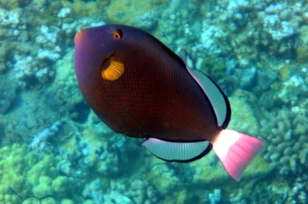 pink tail triggerfish