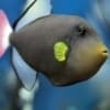 pink tail triggerfish for sale