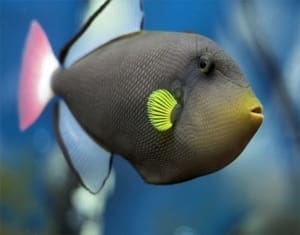 trigger fish for sale