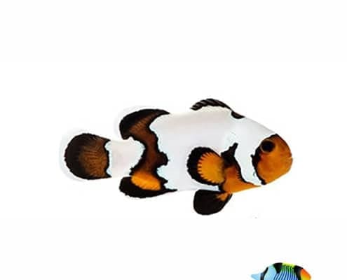 black ice clownfish