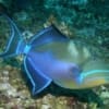 queen triggerfish