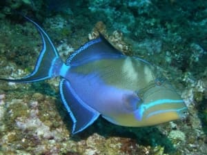 queen triggerfish