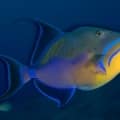 queen triggerfish for sale