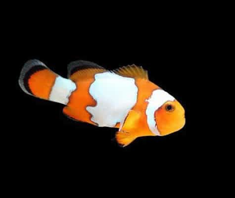 snowflake ocellaris clownfish