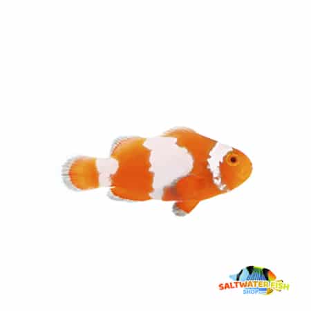 Tangerine Albino Snowflake clownfish