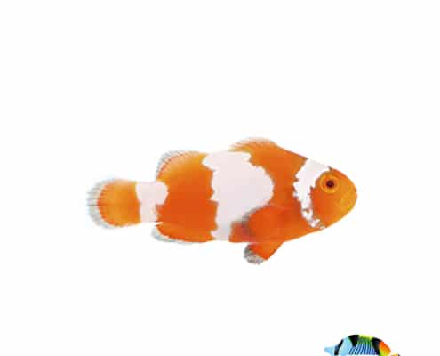 Tangerine Albino Snowflake clownfish