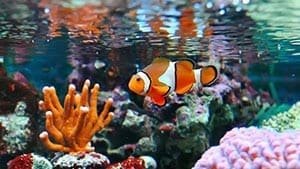 clownfish for sale