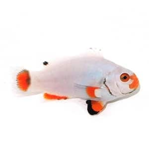 White Clownfish