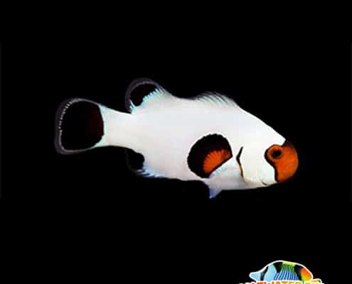 Wyoming white clownfish for sale