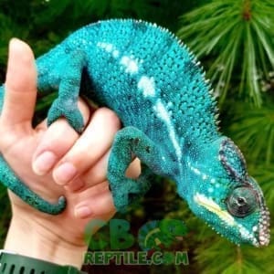 Chameleons For Baby Panther