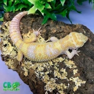 leopard gecko for sale