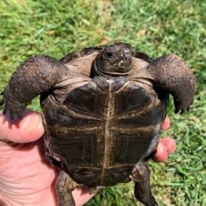 tortoise for sale