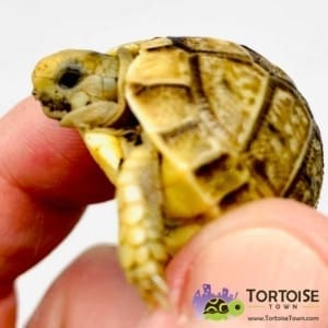 tortoises for sale