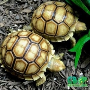 tortoises for sale