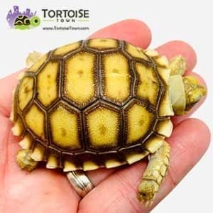 buy tortoise