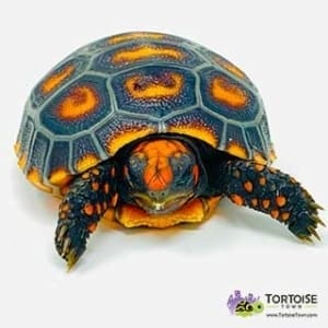 baby tortoise for sale