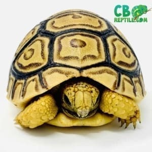 tortoise breeders