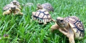 baby tortoise