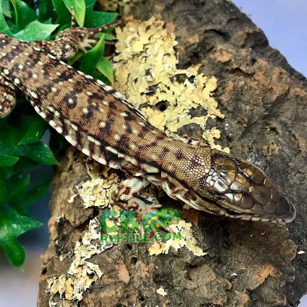 Argentine tegus for sale | baby tegu for sale | Argentine tegu