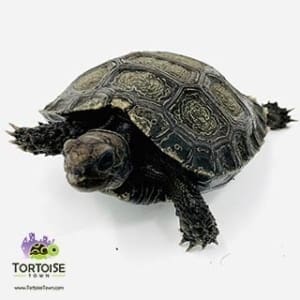 buy tortoise