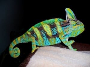 veiled chameleon for sale