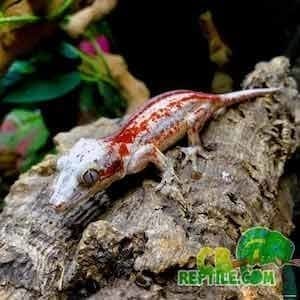 geckos for sale