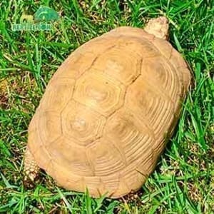 tortoise breeders near me