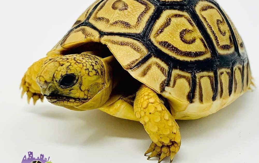 places to buy a tortoise near me