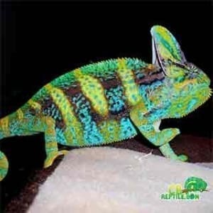 pet chameleon for sale