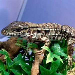 red tegu for sale