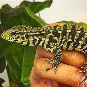 tegu for sale