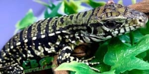 tegus for sale