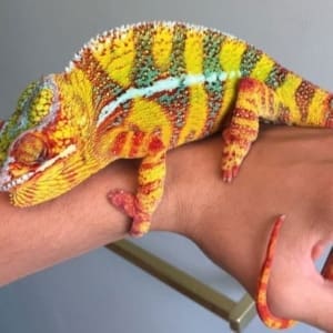 Panther chameleon