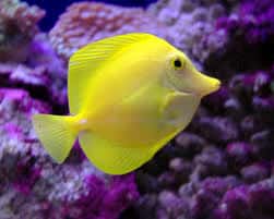 buy yellow tang near me