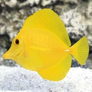 how to care for yellow tang