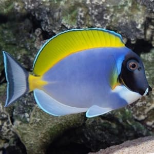 how to set up a powder blue tang fish tank