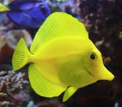 how to set up yellow tang fish tank