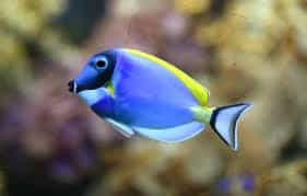 powder blue surgeonfish for sale