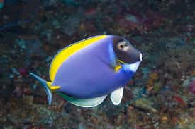 powder blue surgeonfish