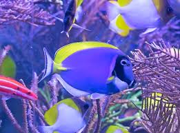 powder blue tang breeding